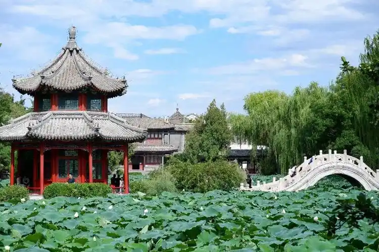Ancient Lotus Pond