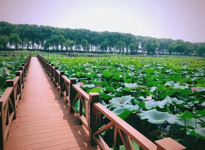 Honghu Wetland Park