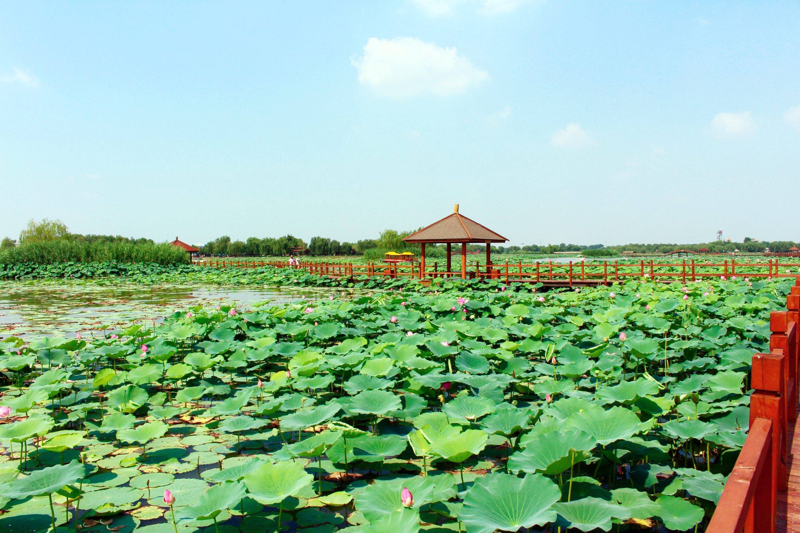 Baiyangdian Scenic Area