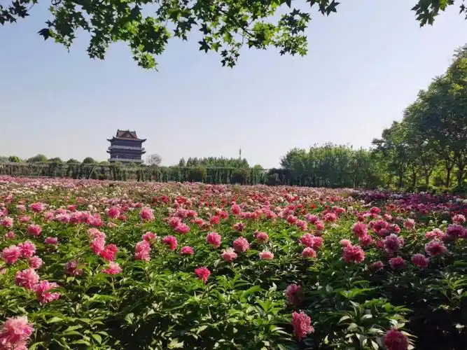 Heze Peony Town
