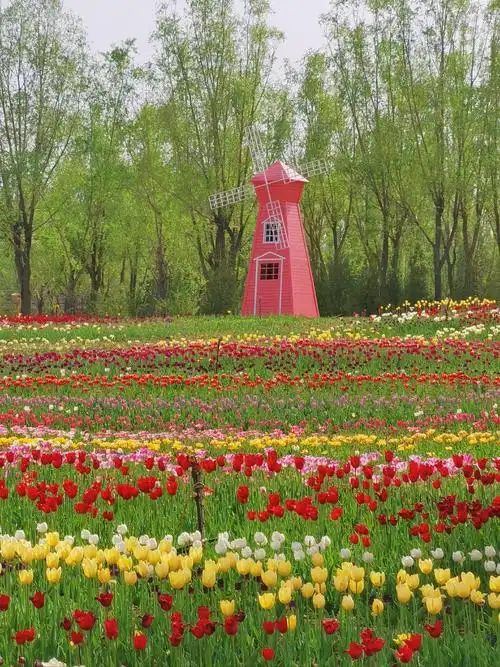 Flower Expo Garden