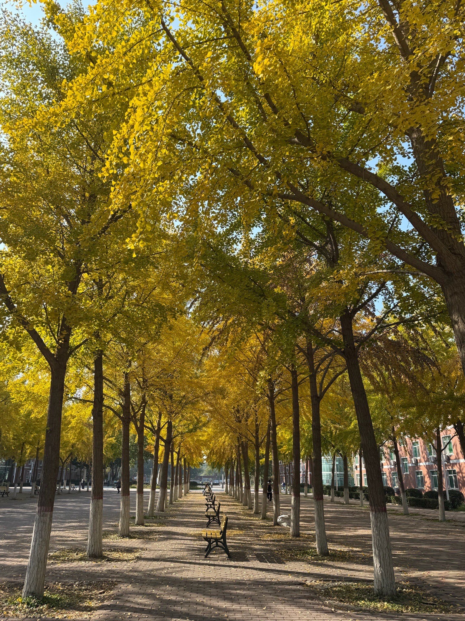 Hebei University Campus