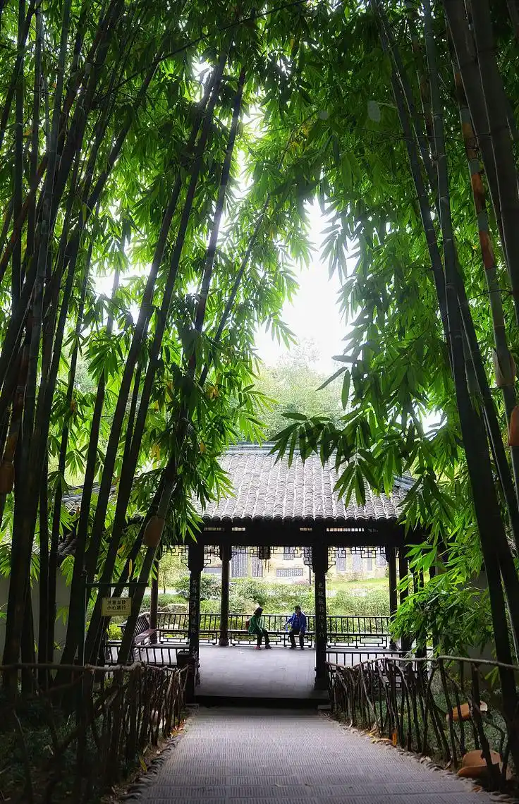 Gulongzhong Bamboo Grove