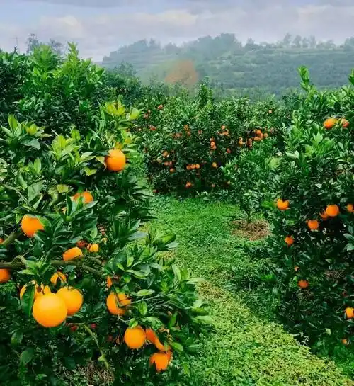 Ganzhou Navel Orange Park