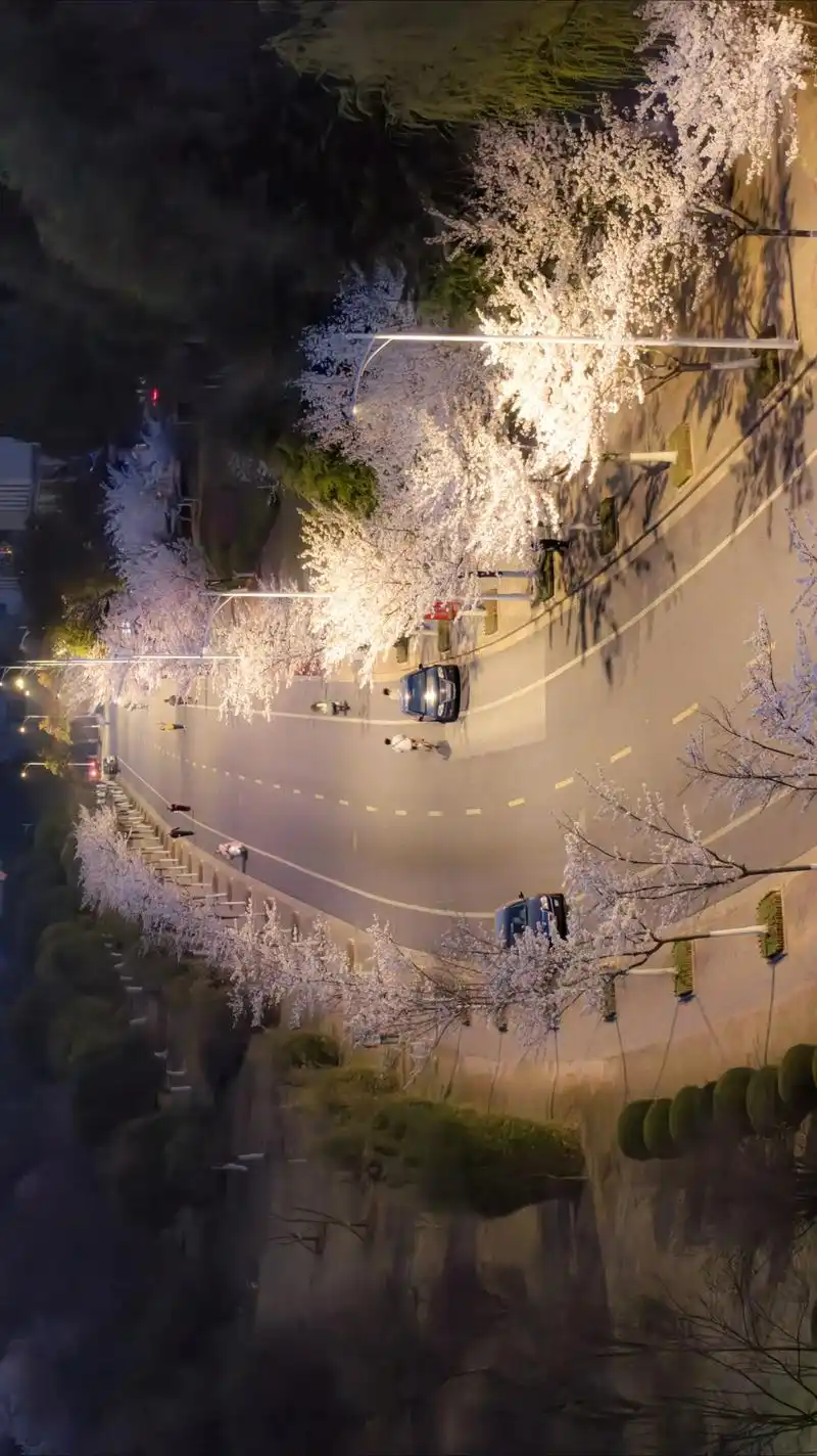 Cherry Blossom Avenue, Jiangsu University