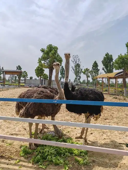 Zhumadian Zoo