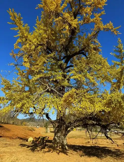 Ginkgo Valley