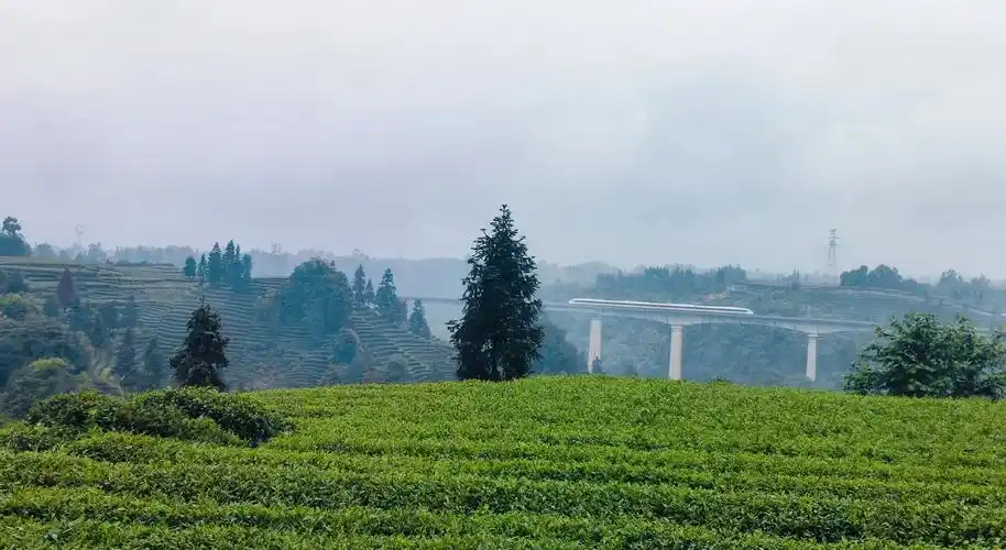 Mengshan Yunwu Tea Ecological Park