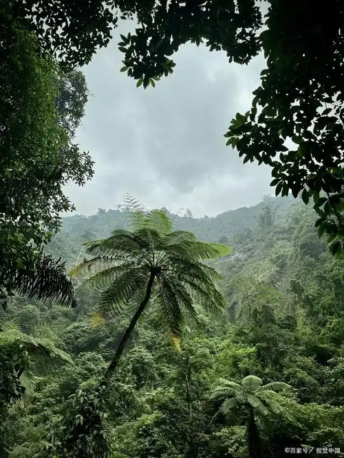 Primitive Forest