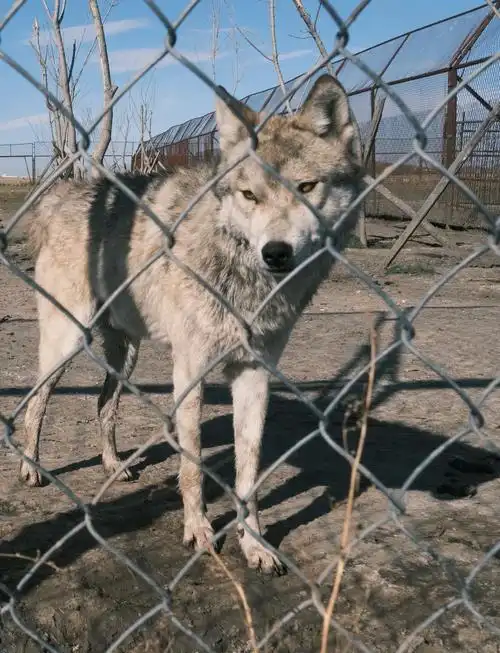 Hulunbuir Zoo