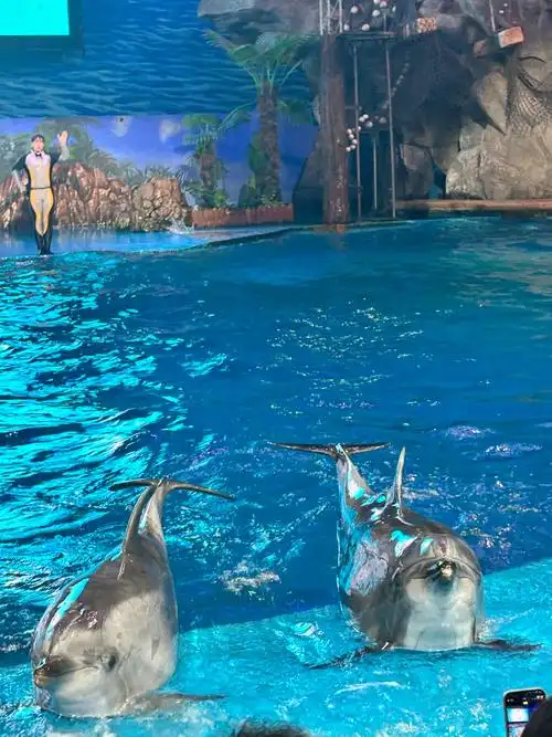 Tiger Beach Polar Ocean World