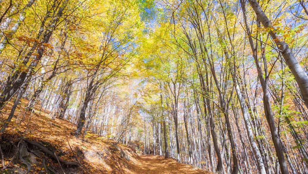 Dunhuang Populus Forest