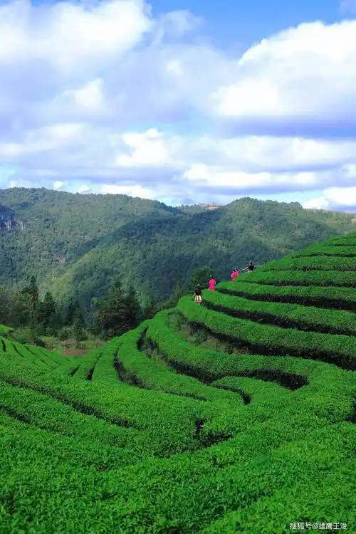 Zhaxijiang Village Tea Garden