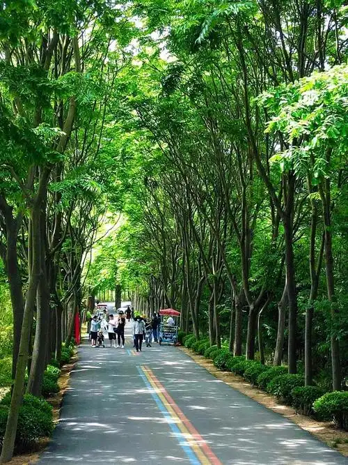 Rizhao Seaside National Forest Park