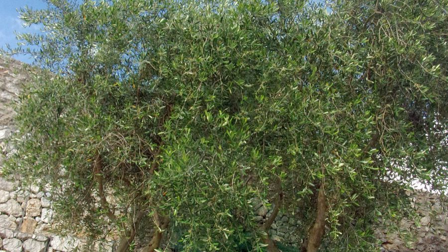 Jingmai Mountain Ancient Tea Forest