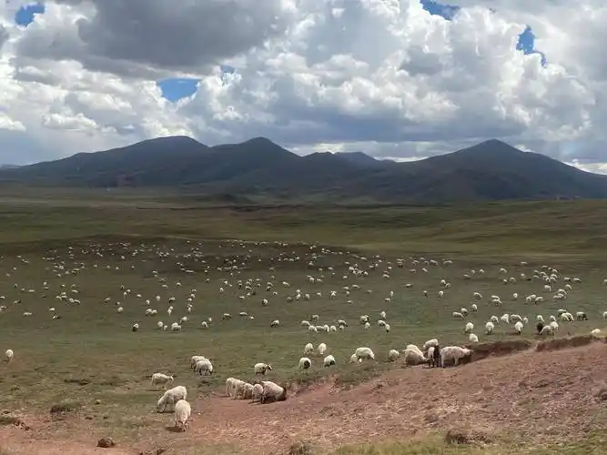 Yushu Yak Cultural Park