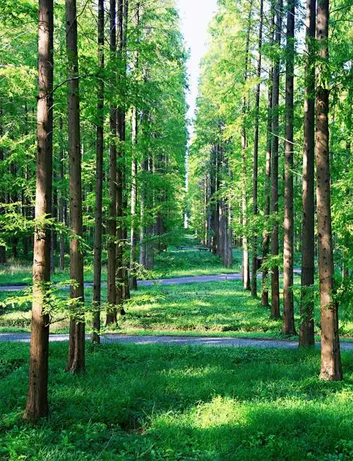 Yellow Sea Forest Park