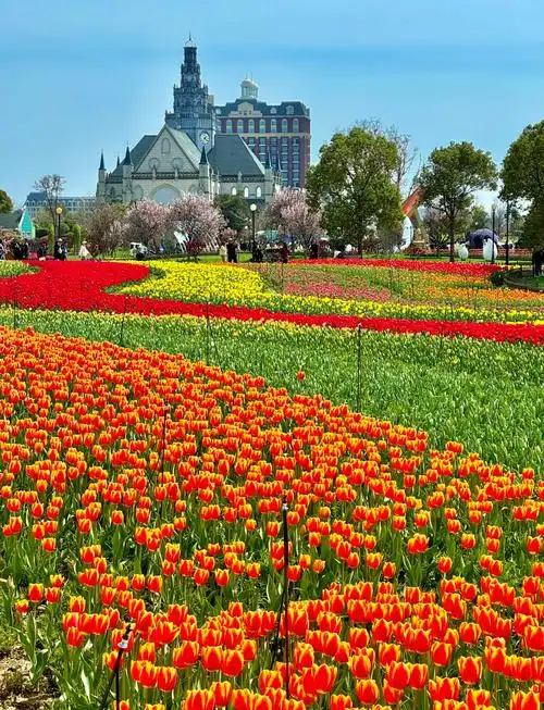 Dafeng Holland Flower Sea