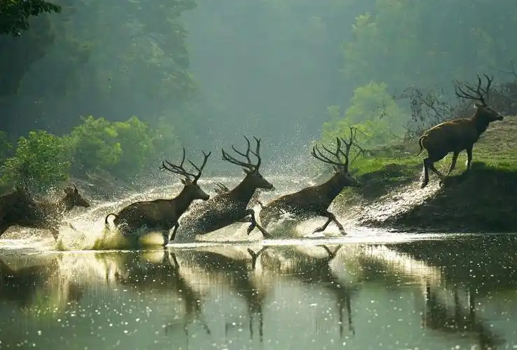 Milu Deer Nature Reserve