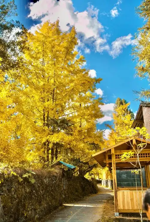 Ginkgo Village