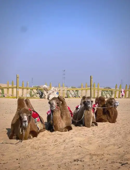 Kubuqi Desert