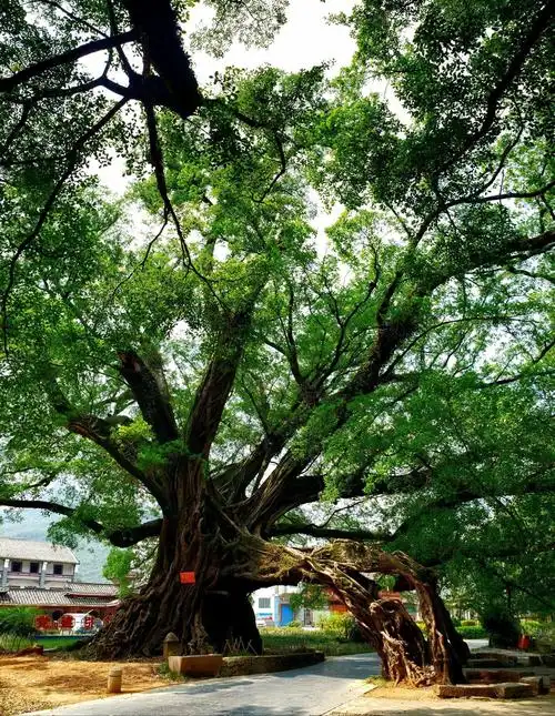Big Banyan Tree Scenic Area