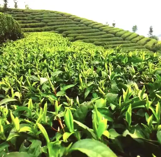 Junshan Silver Needle Tea Culture Park