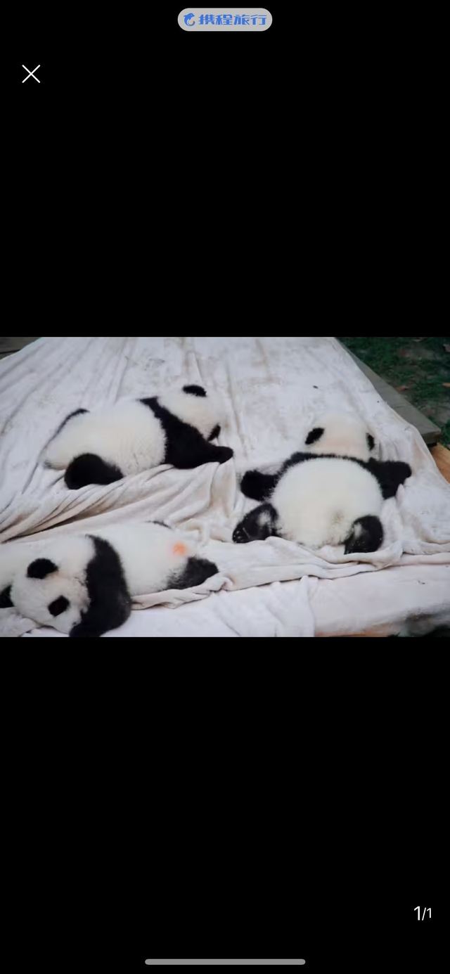 Chengdu Research Base of Giant Panda Breeding