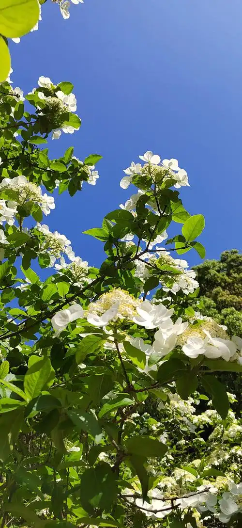 Qionghua Flower Viewing Site