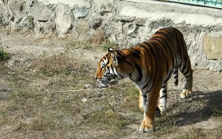Urumqi Zoo