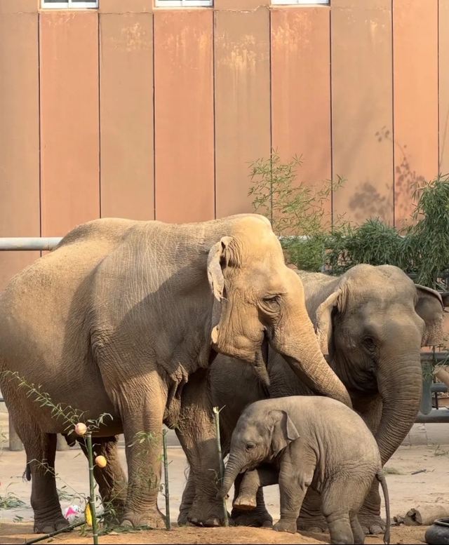 Jinan Zoo