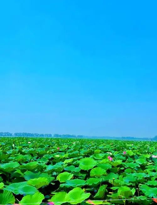 Weishan Lake