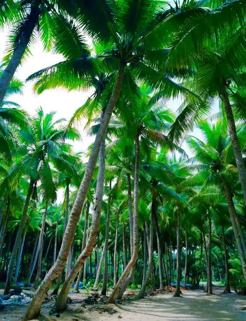 Dongjiao Coconut Forest