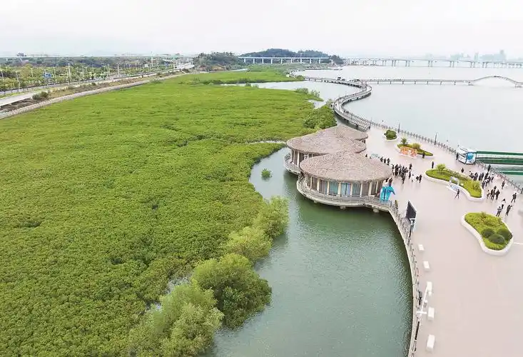 Yeli Island Mangrove Forest